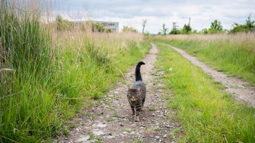 Neudržovaný statek Římského v obci Těšetice momentálně patří jenom místní divé zvěři