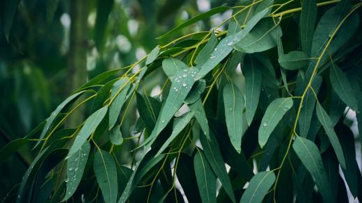 Eukalyptus