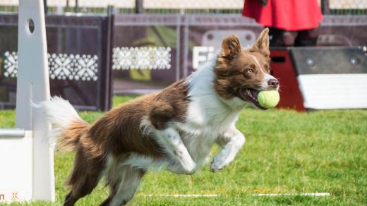 Flyball