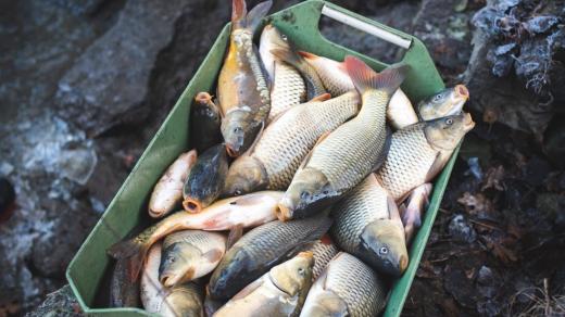 Z výlovu rybářství Esox