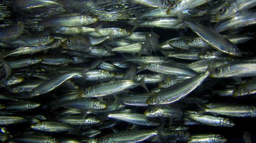 Sardinky