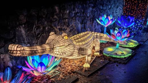Světelná zoo nabízí přes dvě stovky lampionů ve tvaru zvířat a rostlin Asie