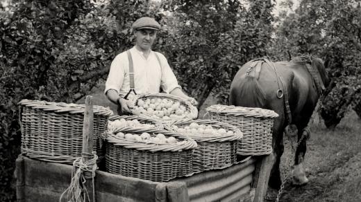 Sběr jablek (ilustrační foto)