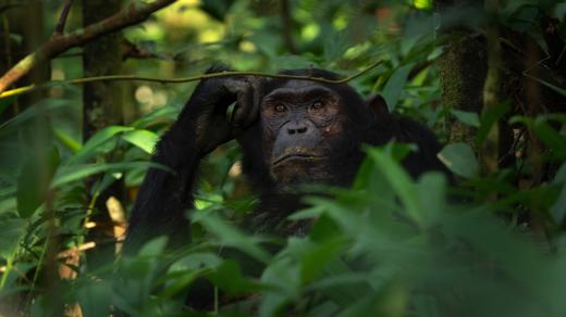 Šimpanz v deštném pralese Národního parku Kibale v Ugandě