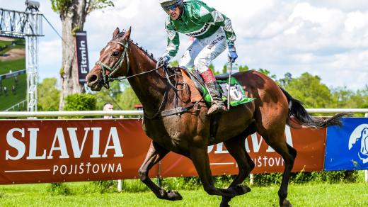 Sázkovým favoritem je vítěz Velké pardubické z roku 2017 No Time To Lose trenéra Josefa Váni