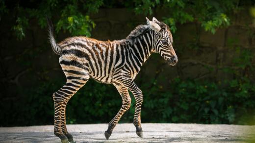 Letos se ve dvorském safari parku narodila dvě mláďata zeber bezhřívých