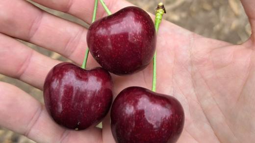 Plody mají srdcovitý tvar a tmavě červenou až mahagonovou barvu
