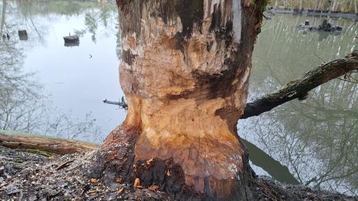 Ochranáři provedli v rybníku u Plzně drenáž bobří hráze, voda už by neměla přetékat