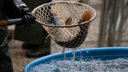 stánkový prodej kaprů