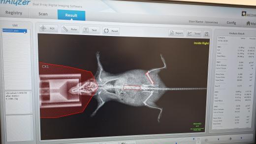 Snímek těla myši pořízený pomocí denzitometru, který měří hustotu kostí, ale i tukovou hmotu a svaly