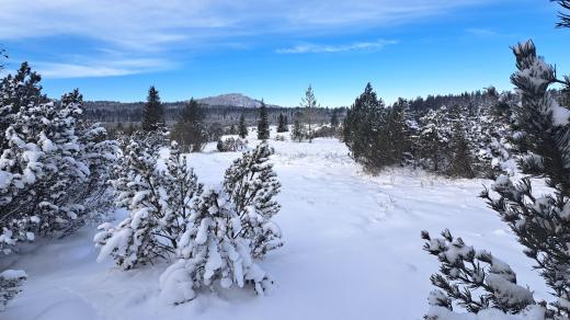 Jezerní slať - Šumava