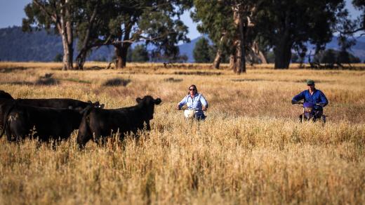 Farmáři v Novém Jižním Walesu v Austrálii