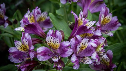 Boubelka, latinsky alstroemeria, zkráceně alstromérie nebo po zahradnicku alstra