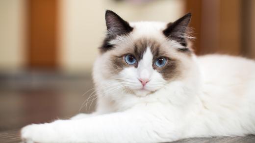 Kočka plemene ragdoll