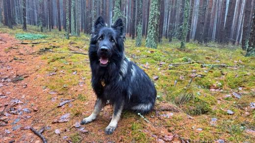 Dagmar Ruščáková - Myšlenkový řetěz