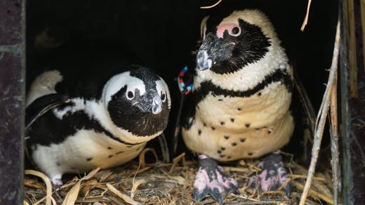 Nový pár Fleury a Ellie
