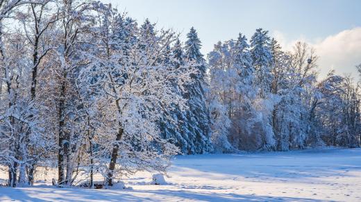 Zima, sníh, mráz, stromy