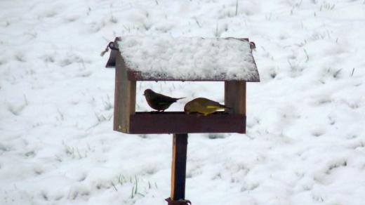 Martin Pudil letos sčítal ptáky v Černousích