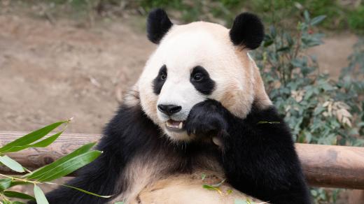 Pandy jsou zajímavá stvoření