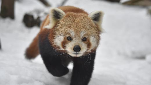 Panda červená v Zoo Jihlava