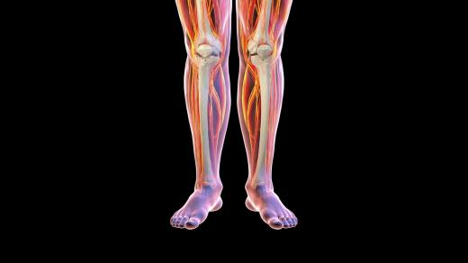 Kosti, svaly (ilustrační foto)