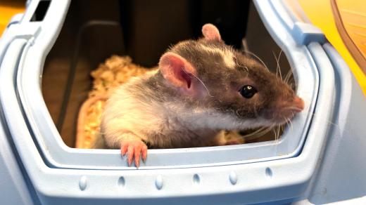 Potkan může být roztomilý společník