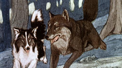 Jack London: Bílý tesák