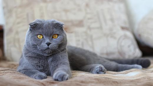 Skotská klapouchá kočka