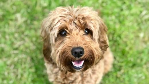 Cockapoo je kříženec kokršpaněla a pudla (ilustrační obrázek)