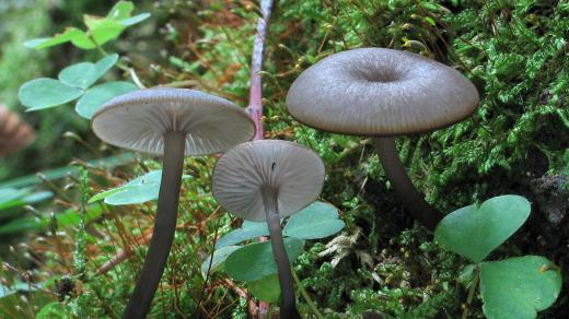 Kalichovka leptoniová (Omphalina epichysium)