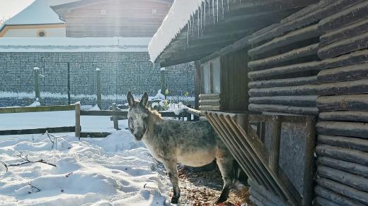 Osel v Zoo Hluboká