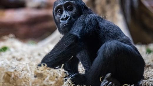 Gorilí mládě v pražské zoo slaví druhé narozeniny