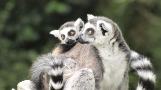 Lemur Pepa s maminkou