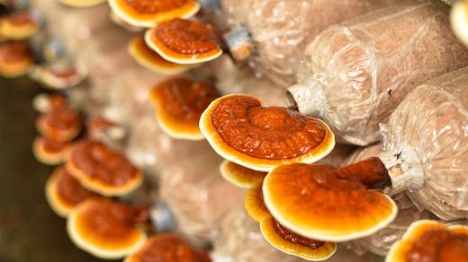 Reishi se pěstuje i uměle