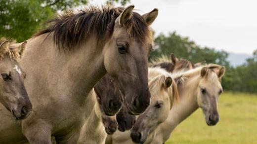 Polodivocí koně, tarpani, znovuvysazení v Bulharsku