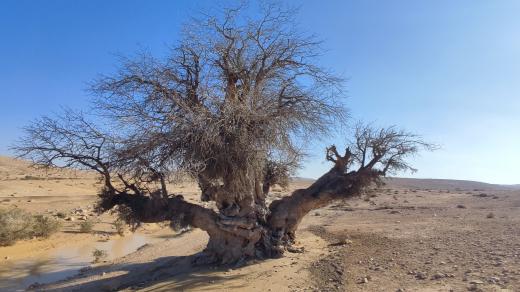 Negevská poušť v Izraeli