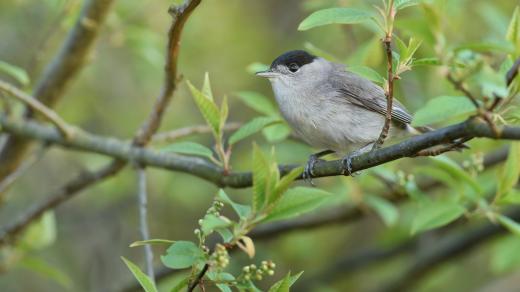 Pěnice černohlavá, samec