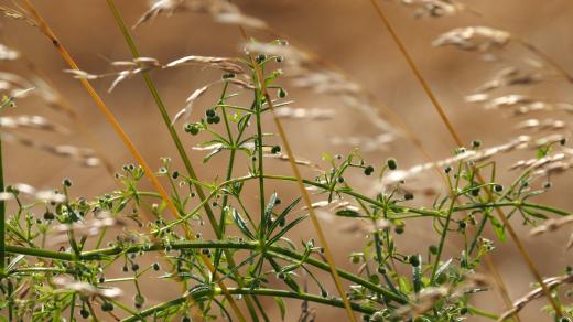 Svízel přítula (Galium aparine)