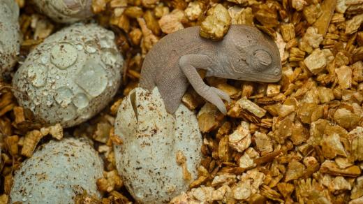 Líhnutí chameleona zeleného