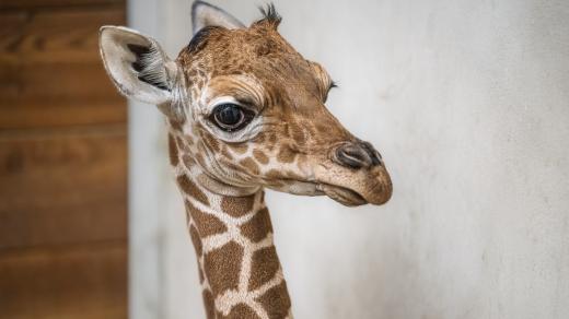Mládě žirafy síťované po 12 letech! První narozené v „žirafím chrámu“ Safari Parku Dvůr Králové