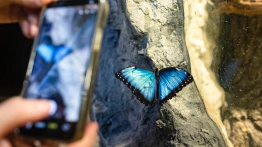Exotičtí motýli jsou novým lákadlem expozice děčínské zoo