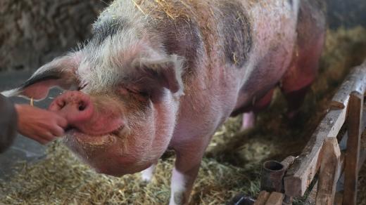 Čuník Pepíno váží čtyři sta kilogramů a je milovaným členem zvířecí rodiny nadšené chovatelky. Je velmi čistotný