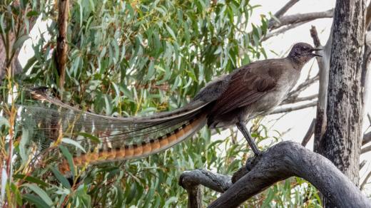 Pták lyrochvost umí napodobovat zvuky