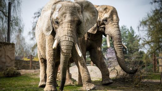 I největší suchozemský savec světa si občas užívá pedikúru. Slonice Sally a Umbu ve dvorské ZOO