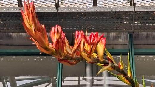 Kvetoucí Doryanthes palmeri v Botanické zahradě Liberec