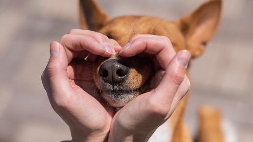Co víte o psím čumáku a čichu?