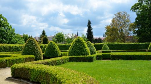 Buxusy zdobí nejen zahrady, ale i zámecké parky. Místa, kde se do nich pustil zavíječ, poznáte