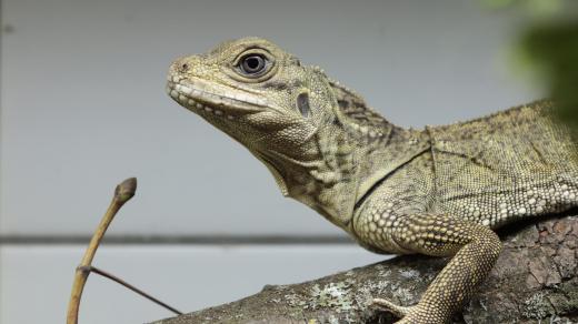 Agama Weberova