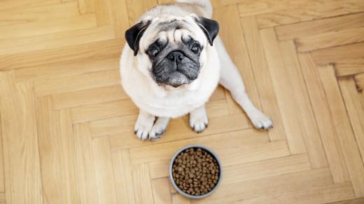 Granule prý pejskům nestačí