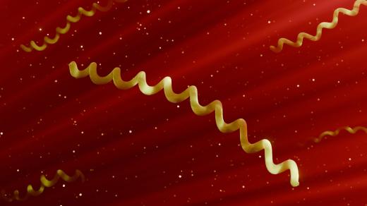 Bakterie rodu Borrelia